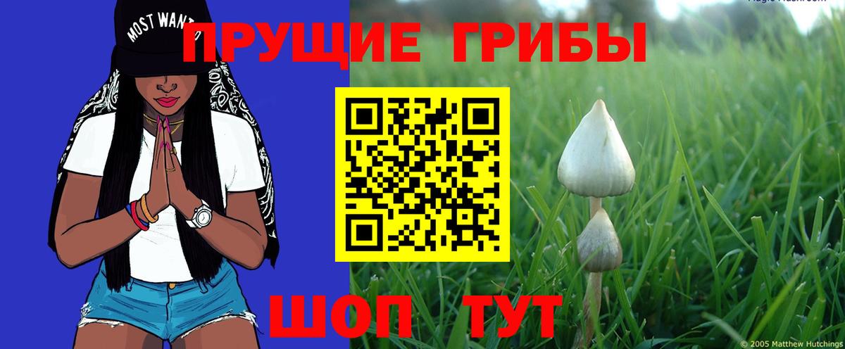 Псилоцибиновые грибы Psilocybe Урус-Мартан